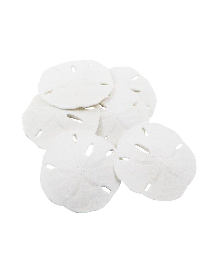 Nautical Crush Trading Sand Dollar ; Real Sand Dollars 2 1/2" To 3" (Set Of 6) ; Sand Dollar Shells Plus Free Nautical Ebook By Joseph Rains - Image 1