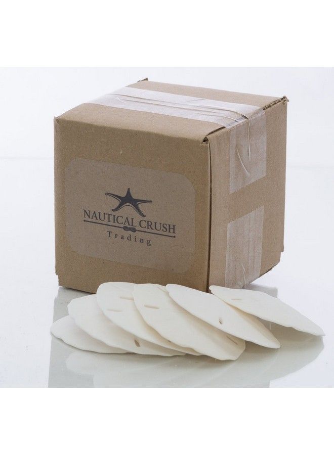 Nautical Crush Trading Sand Dollar ; Real Sand Dollars 2 1/2" To 3" (Set Of 6) ; Sand Dollar Shells Plus Free Nautical Ebook By Joseph Rains - Image 5