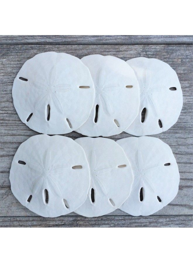 Nautical Crush Trading Sand Dollar ; Real Sand Dollars 2 1/2" To 3" (Set Of 6) ; Sand Dollar Shells Plus Free Nautical Ebook By Joseph Rains - Image 4