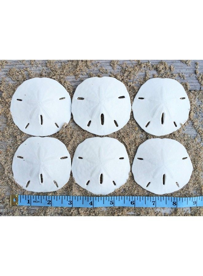 Nautical Crush Trading Sand Dollar ; Real Sand Dollars 2 1/2" To 3" (Set Of 6) ; Sand Dollar Shells Plus Free Nautical Ebook By Joseph Rains - Image 3