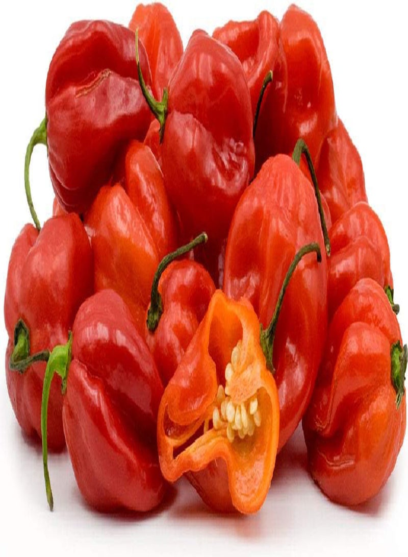 GGOOT - 40 pcs Scotch Bonnet Red Chili Hot Pepper Vegetable Seeds - Image 2