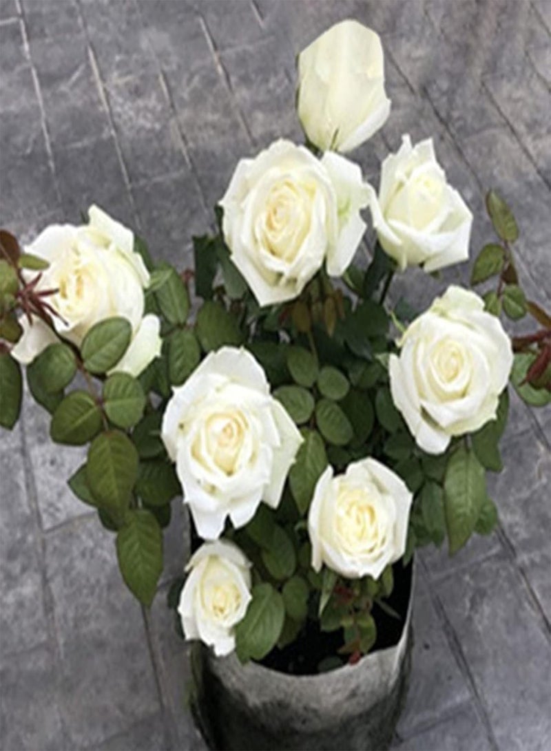 GGOOT 1 Bag Seeds Prolific High Yield Natural High Survival Rate Rose Seeds for Home - Red - Image 4