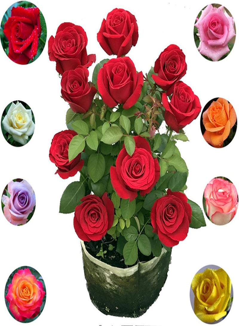 GGOOT 1 Bag Seeds Prolific High Yield Natural High Survival Rate Rose Seeds for Home - Red - Image 2
