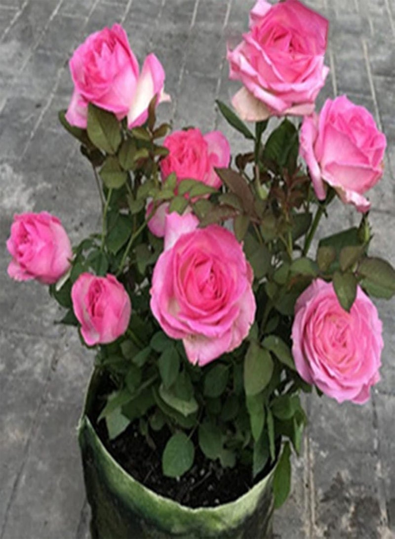 GGOOT 1 Bag Seeds Prolific High Yield Natural High Survival Rate Rose Seeds for Home - Red - Image 5