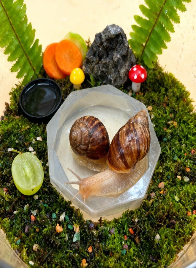 Silicone Snail Food Bowl and Water Dish 2-Pack Set, Soft Shallow Reptile Amphibian Feeding Dishes for Snails, Hermit Crabs, Frogs, Lizards, Small Pet Habitat Accessories (White) - Image 3