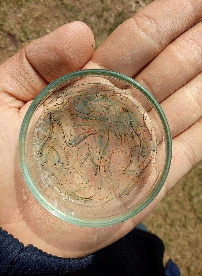 A.D.P. UTH Fish Food Fresh Eggs Fairy Shrimp (250000+Egg) 3 g. Best Tropical Fish Food Grow Faster & Color Enhancer Slow Sinking Like Pellets High Protein 64% for All Small Baby Fry Newborn Fish Feed - Image 4