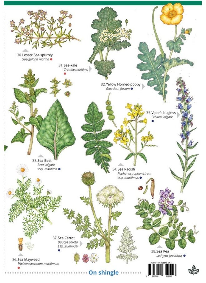 Seaside Flowers (WildID)