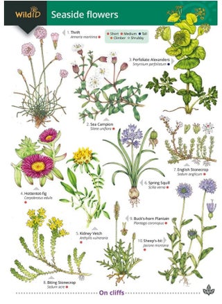Seaside Flowers (WildID) - pzsku/ZB4B82E0A09C9CD25F5C7Z/45/_/1730194922/9f9911f4-61e3-4927-9107-099222237b4d