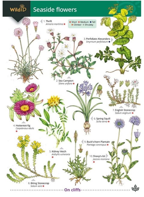 Seaside Flowers (WildID)