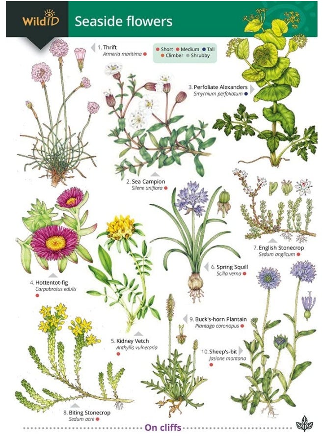 Seaside Flowers (WildID)