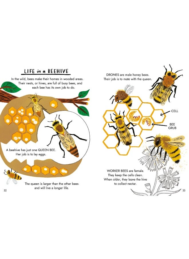 null - Little Guides to Nature: Hello Bugs - Image 1