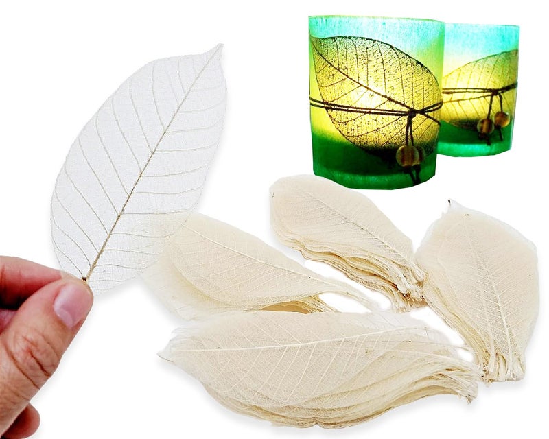 ChangThai Design Skeleton Leaves 3Â½" Long Undyed 100 Pieces Nature Dried Rubber Tree Leaf for Scrapbooks Photo Albums Crafts Wedding Cards Decoration Colorful Decorative Arrangements DÃ©cor Gifts - Image 3