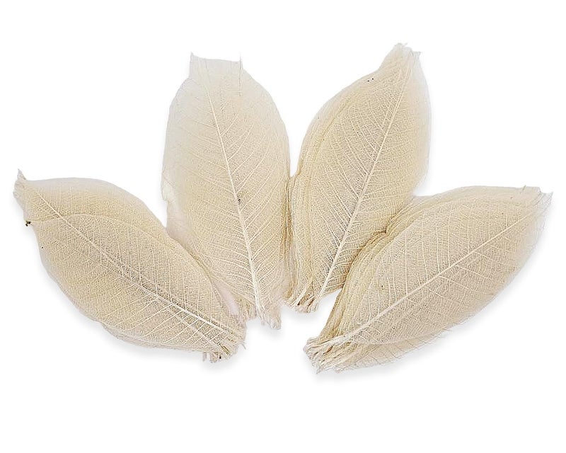 ChangThai Design Skeleton Leaves 3Â½" Long Undyed 100 Pieces Nature Dried Rubber Tree Leaf for Scrapbooks Photo Albums Crafts Wedding Cards Decoration Colorful Decorative Arrangements DÃ©cor Gifts - Image 5