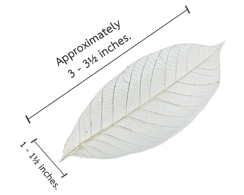 ChangThai Design Skeleton Leaves 3Â½" Long Undyed 100 Pieces Nature Dried Rubber Tree Leaf for Scrapbooks Photo Albums Crafts Wedding Cards Decoration Colorful Decorative Arrangements DÃ©cor Gifts - Image 2