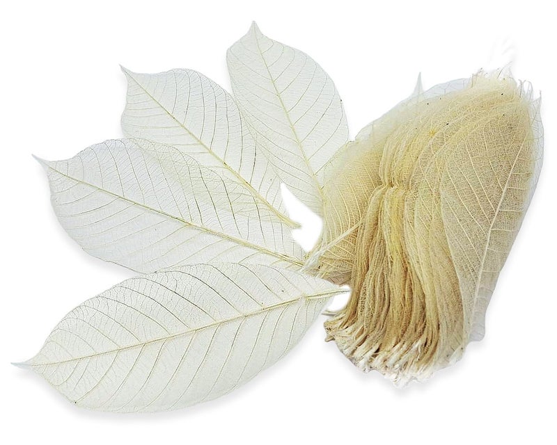 ChangThai Design Skeleton Leaves 3Â½" Long Undyed 100 Pieces Nature Dried Rubber Tree Leaf for Scrapbooks Photo Albums Crafts Wedding Cards Decoration Colorful Decorative Arrangements DÃ©cor Gifts - Image 1