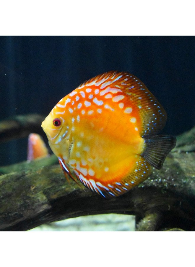 سي تشيم منظم حمض سيتشيم 250 جرام - Image 3