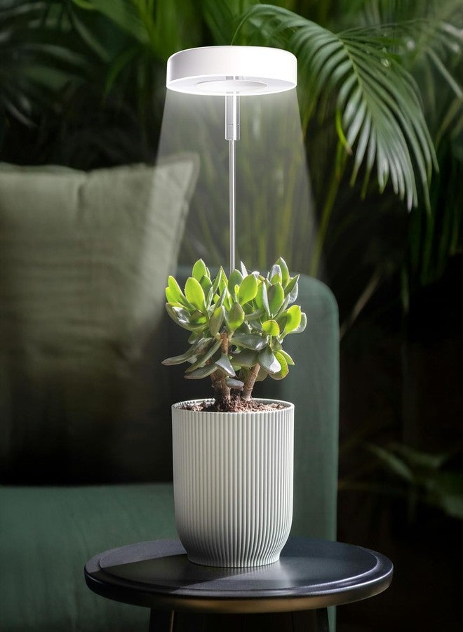 Qicodu Grow Lights for Indoor Plants Small Potted - Full Spectrum, Auto 3/9/12H Timer, 10-Level Dimming & Adjustable Height - Compact Grow Light for Succulents, Herbs, Foliage in Home/Office (White,1PACK) - Image 2