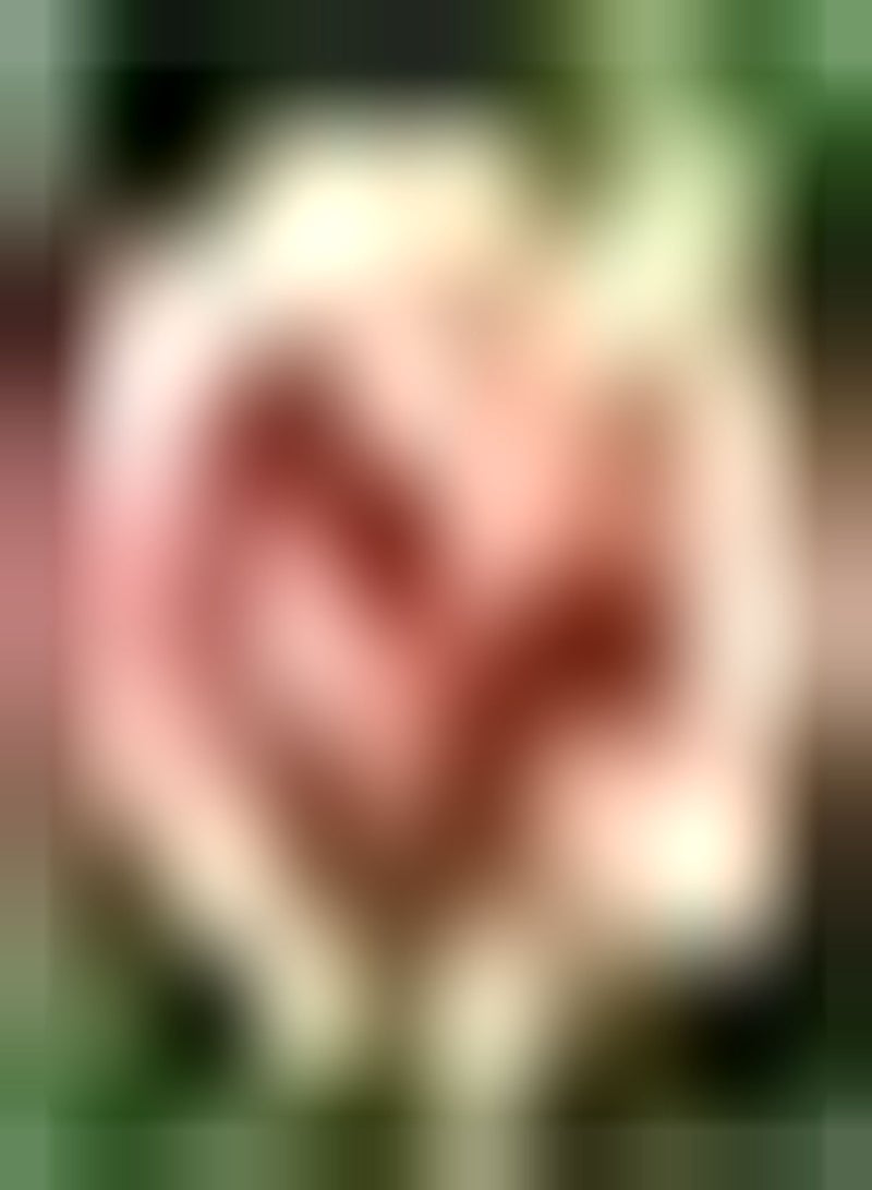 GGOOT 200pcs Helder Oranje Zinnia Zaden Aantrekkelijke Zinnia Bloemzaden voor Planten Prachtige Meerlaagse Bloemblaadjes Hoge Kiemkracht - Image 1