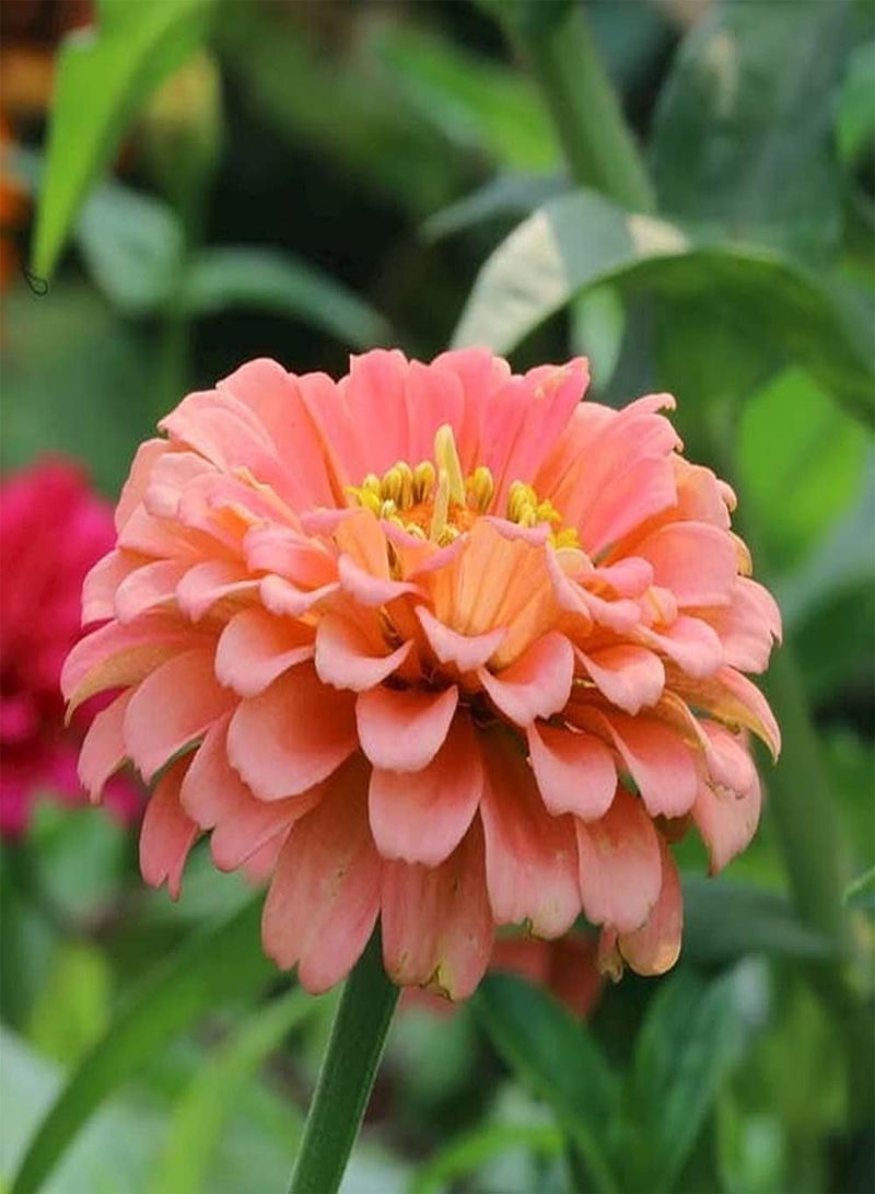 GGOOT 200pcs Helder Oranje Zinnia Zaden Aantrekkelijke Zinnia Bloemzaden voor Planten Prachtige Meerlaagse Bloemblaadjes Hoge Kiemkracht - Image 2