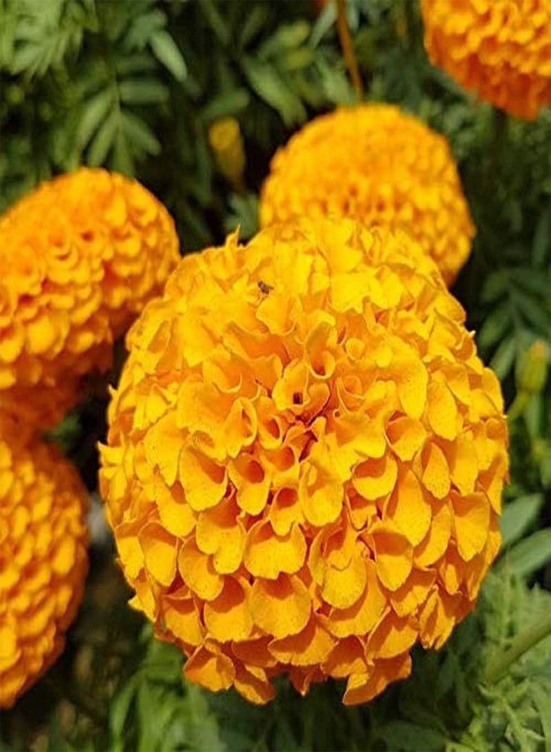 GGOOT 400pcs Marigold Seeds for Garden Planting Fiery Orange Compact Flower Annual Seed Continuous Blooming in Summer Suitable for Beginners - Image 1
