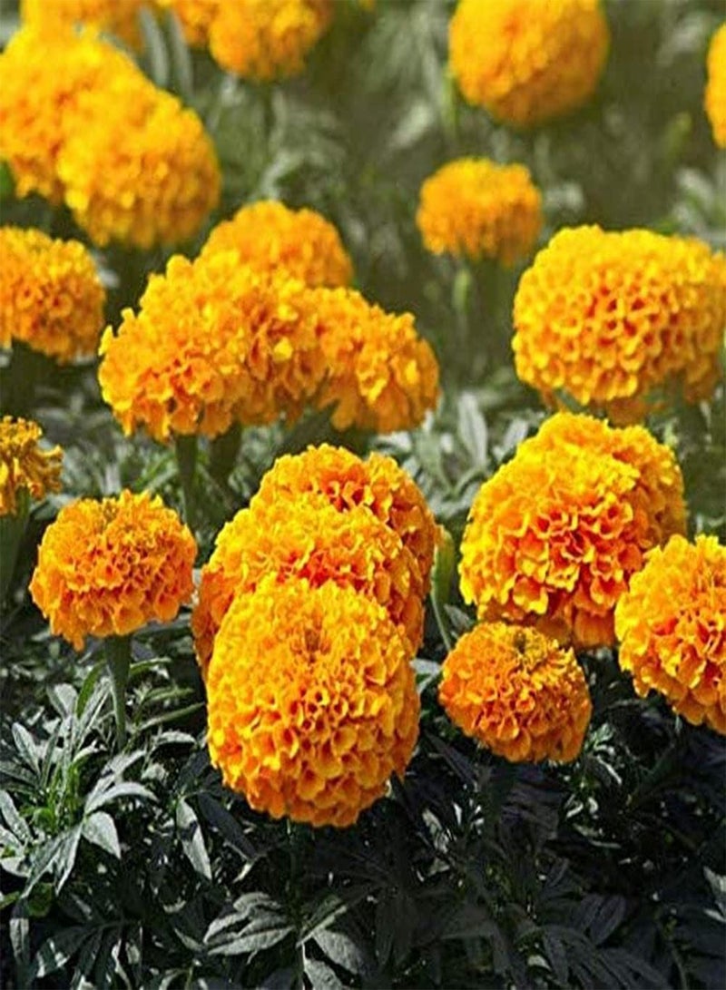 GGOOT 400pcs Marigold Seeds for Garden Planting Fiery Orange Compact Flower Annual Seed Continuous Blooming in Summer Suitable for Beginners - Image 3