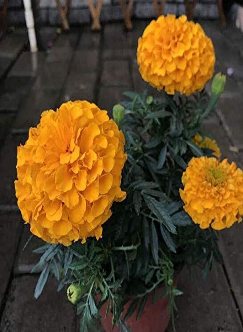 GGOOT 400pcs Marigold Seeds for Garden Planting Fiery Orange Compact Flower Annual Seed Continuous Blooming in Summer Suitable for Beginners - Image 2