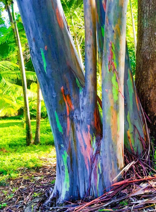 CZ Grain Rainbow Eucalyptus Tree Seeds - 50 Seeds - Stunning Colored Bark - Eucalyptus deglupta - Image 2