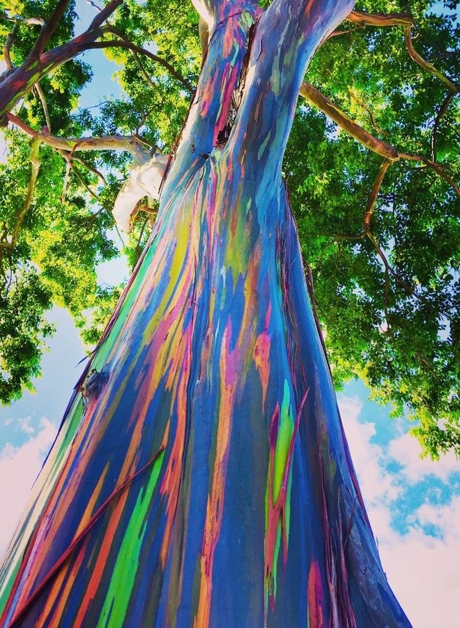 CZ Grain Rainbow Eucalyptus Tree Seeds - 50 Seeds - Stunning Colored Bark - Eucalyptus deglupta - Image 1