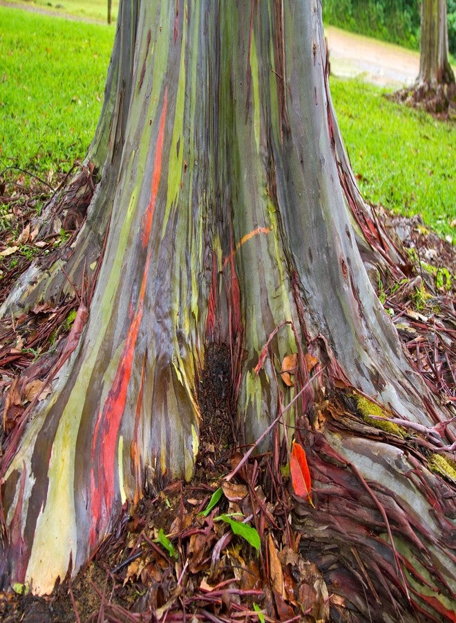CZ Grain Rainbow Eucalyptus Tree Seeds - 50 Seeds - Stunning Colored Bark - Eucalyptus deglupta - Image 3