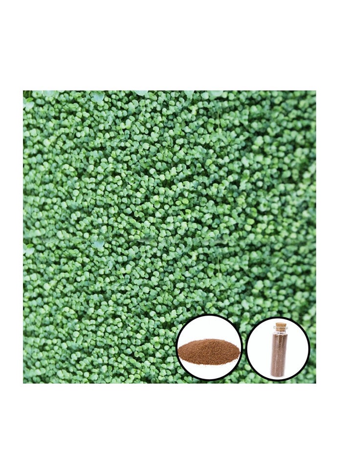 Generic - Aquarium Seeds Coleus Leaf Grass 15ml - Image 1