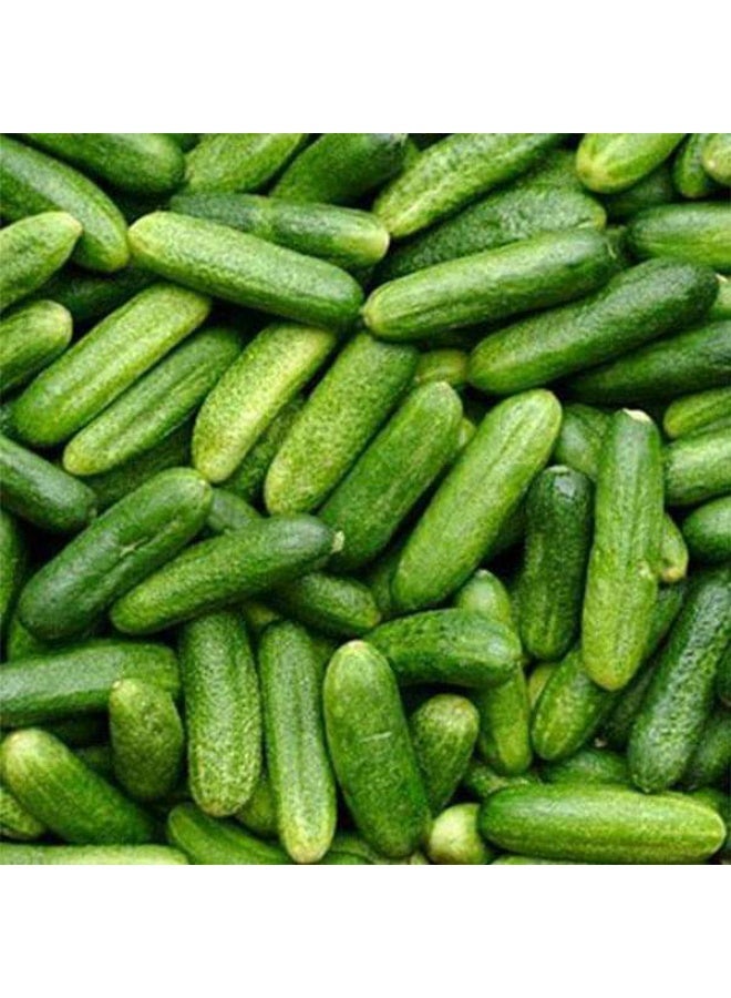 Cucumber Gherkin Vegetable Seeds