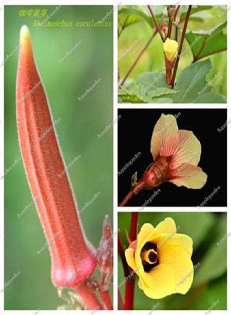 جي جوت بذور بامية جديدة 200 قطعة للزراعة الخضراء 1 - Image 1