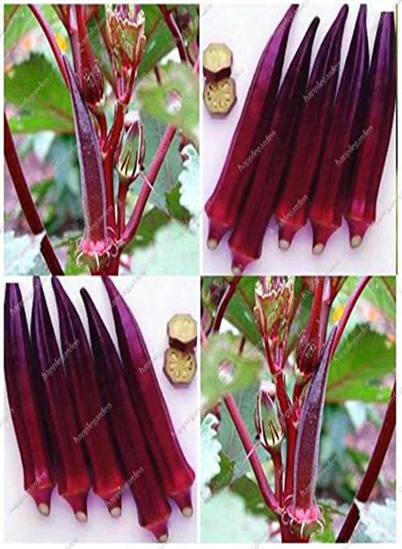 جي جوت بذور بامية جديدة 200 قطعة للزراعة الخضراء 1 - Image 4