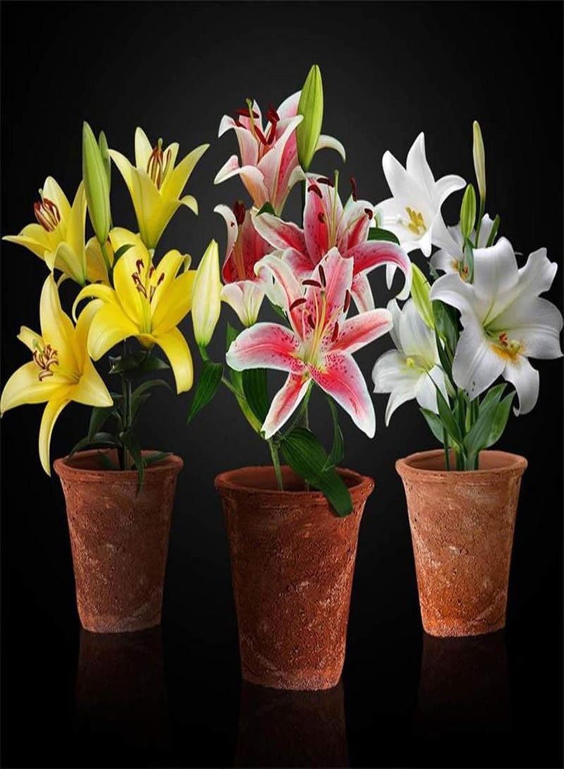 GGOOT Seed for Planting,200Pcs Rare Lily seeds Seeds Home Garden Balcony Perfume Flower Bonsai Plant-Type 6-Lily Seeds - Image 3