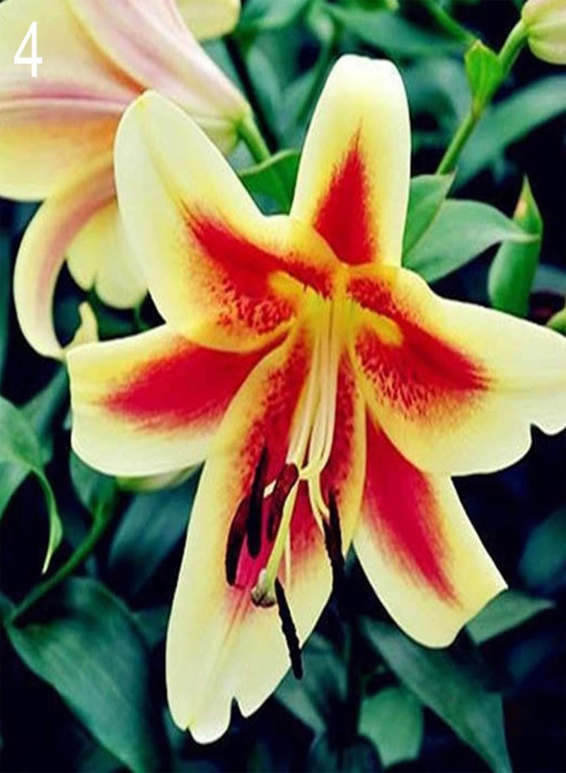 GGOOT Seed for Planting,200Pcs Rare Lily seeds Seeds Home Garden Balcony Perfume Flower Bonsai Plant-Type 6-Lily Seeds - Image 2