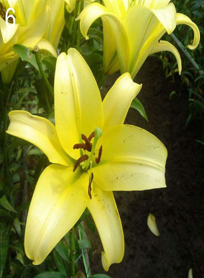 GGOOT Seed for Planting,200Pcs Rare Lily seeds Seeds Home Garden Balcony Perfume Flower Bonsai Plant-Type 6-Lily Seeds - Image 1