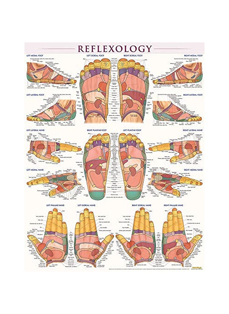 ReflexologyLaminated - pzsku/ZB5066A5B393AC109F002Z/45/_/1736946177/505bc905-adeb-40e2-ae1e-f0d2ebf860b8