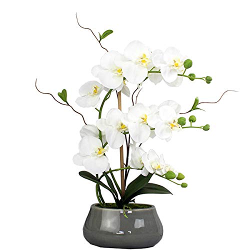 Tinsow Artificial Green Phalaenopsis Simulation Moth Orchid Leaf Real Latex Touch Green Plant for Flowers Garden Bonsai Decor (5, 9.5"/5 Leaves) - Image 4