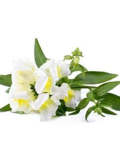 CLICK AND GROW Click  Grow White Snapdragon  3pack  - Image 3