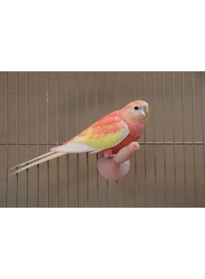 جي دبليو مجثم الطيور الرملية من JW Pet Insight [مجموعة من 3] المقاس: عادي (1.5 بوصة ارتفاع × 7.5 بوصة عرض × 6.5 بوصة عمق) - Image 5