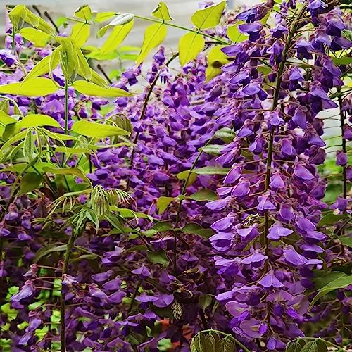 VISTATU 20+ Japanese Wisteria Purple Ornamental Vine Climber Seeds for Planting Home Garden Indoors or Outdoors - Image 4
