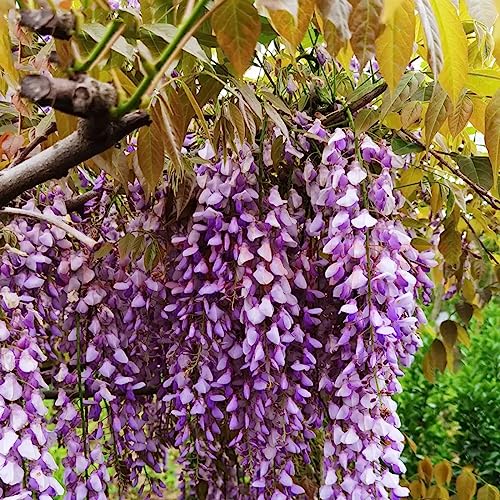 VISTATU 20+ Japanese Wisteria Purple Ornamental Vine Climber Seeds for Planting Home Garden Indoors or Outdoors - Image 3