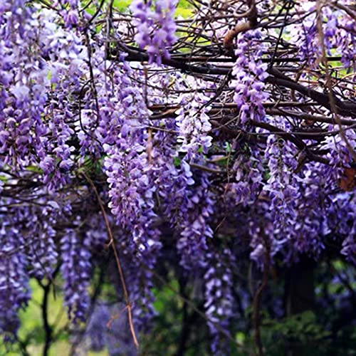 VISTATU 20+ Japanese Wisteria Purple Ornamental Vine Climber Seeds for Planting Home Garden Indoors or Outdoors - Image 1