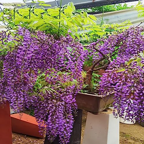 VISTATU 20+ Japanese Wisteria Purple Ornamental Vine Climber Seeds for Planting Home Garden Indoors or Outdoors - Image 5