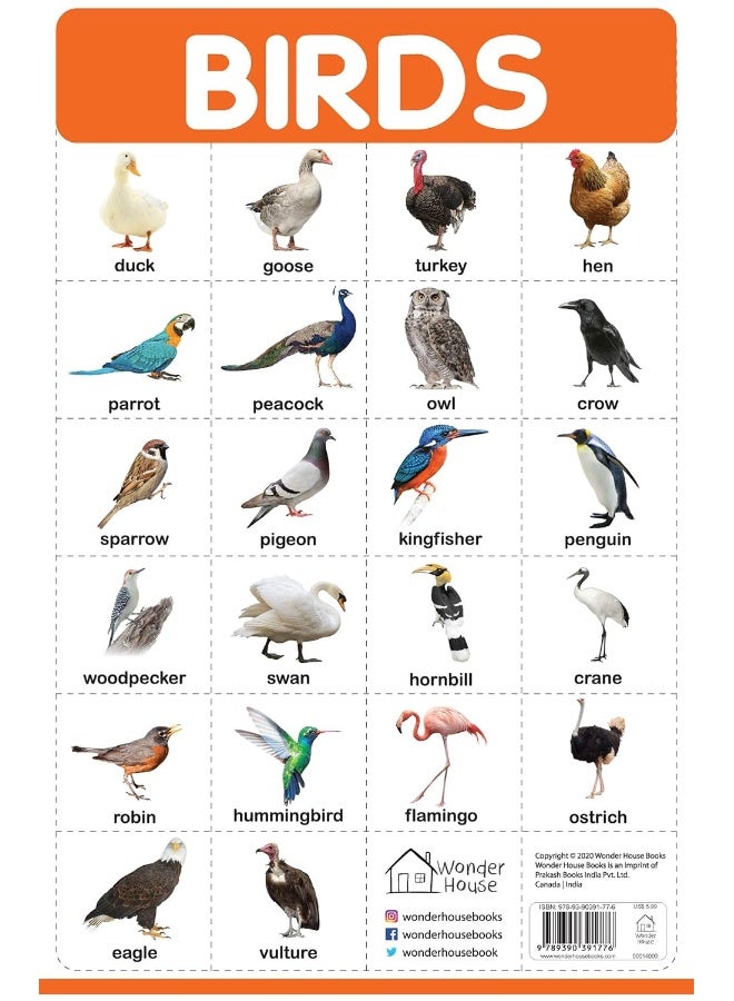 Birds - My First Early Learning Wall Posters: For Preschool, Kindergarten, Nursery And Homeschooling (19 Inches X 29 Inches)  - Image 5