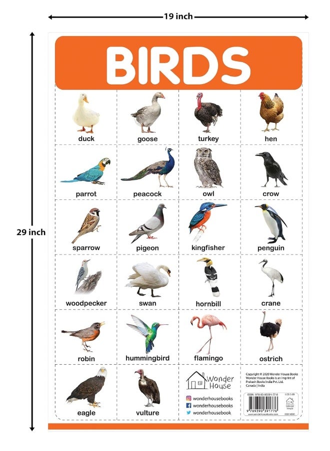 Birds - My First Early Learning Wall Posters: For Preschool, Kindergarten, Nursery And Homeschooling (19 Inches X 29 Inches)  - Image 2