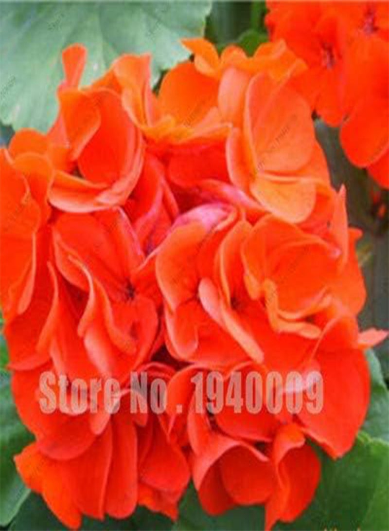 GGOOT New 100 Pcs Geranium Perennial Flowers Seeds for Gardening Multi Coloured - Image 3