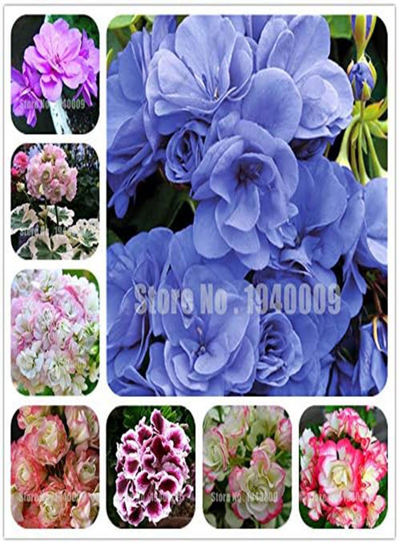 GGOOT New 100 Pcs Geranium Perennial Flowers Seeds for Gardening Multi Coloured - Image 2