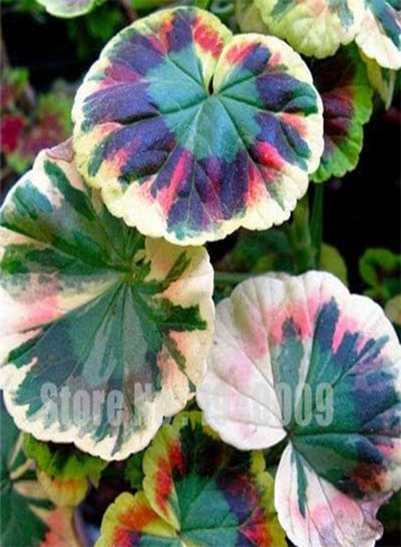 GGOOT New 100 Pcs Geranium Perennial Flowers Seeds for Gardening Multi Coloured - Image 1