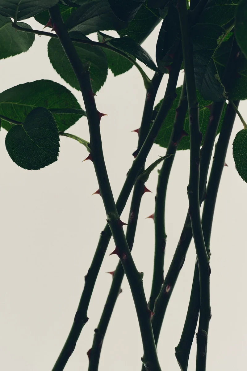 اتش اند ام عطر خفيف مودرن مينيماليست